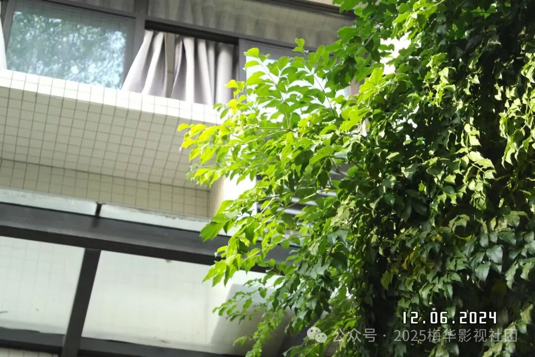 《绿意窗边》